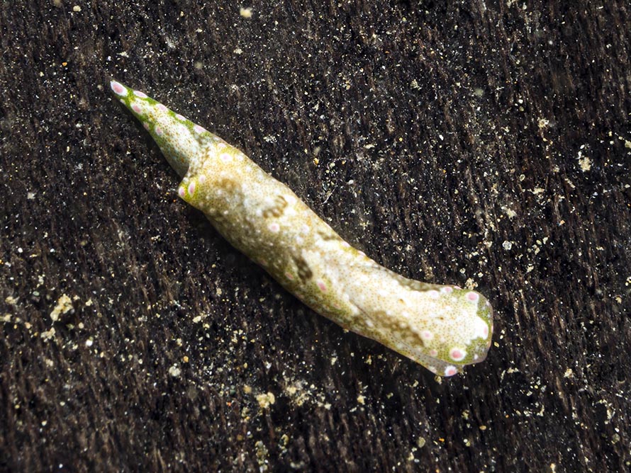 Odontoglaja sp. 3